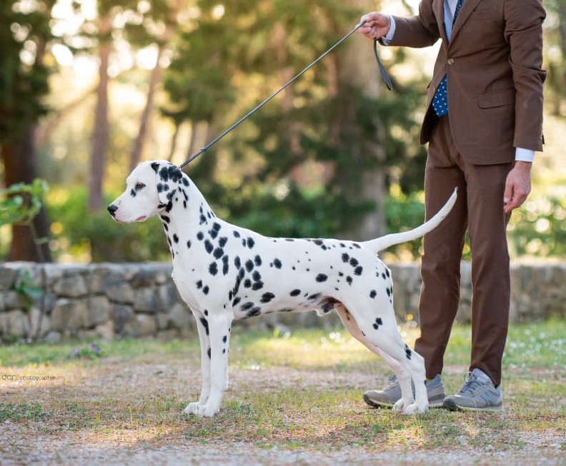 Dalmata Rey